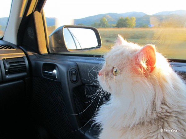 foto gatto in macchina