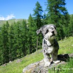 Con cane in montagna – lista cosa portarsi sempre dietro
